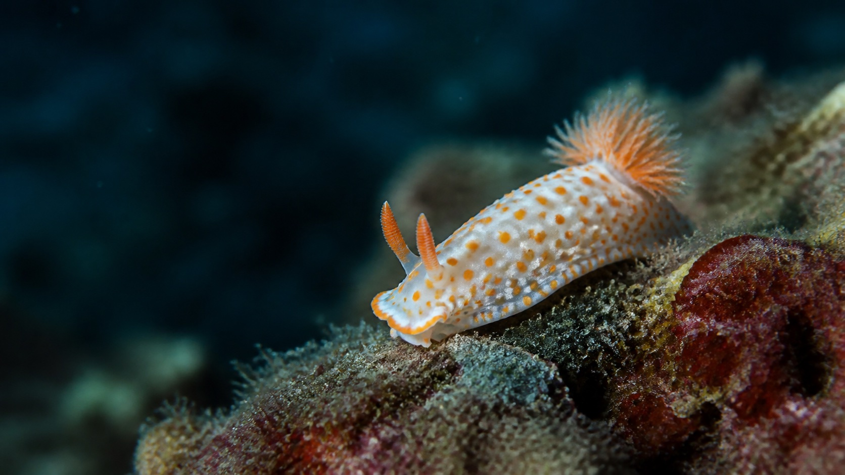 Enhanced underwater macro