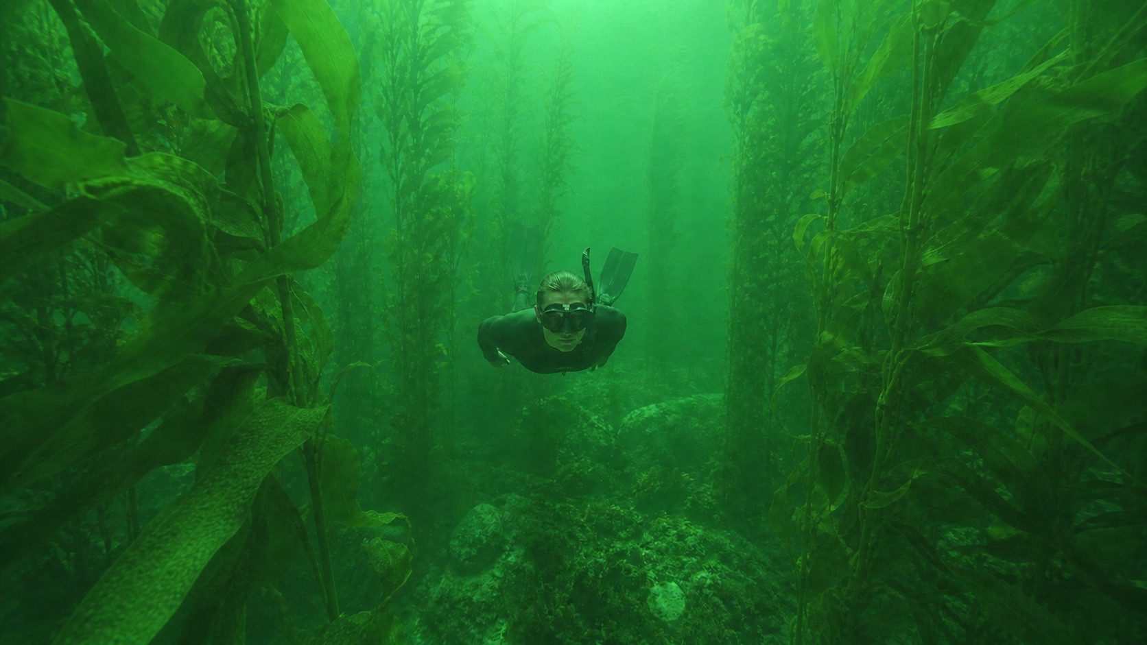 Original kelp forest photo