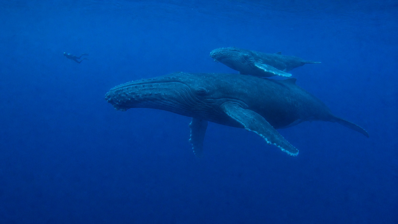 Original whale photo